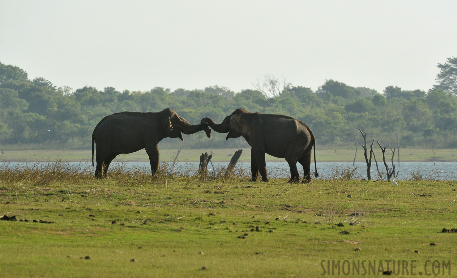 Elephas maximus maximus [550 mm, 1/800 Sek. bei f / 9.0, ISO 800]